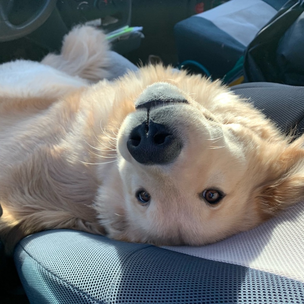 Meet your Posher, Grace